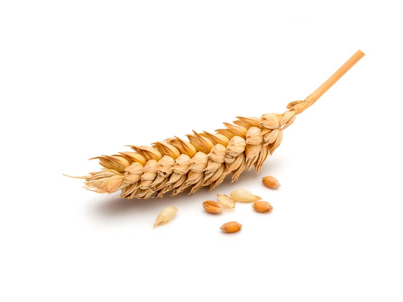 Гидролизованный белок пшеницы